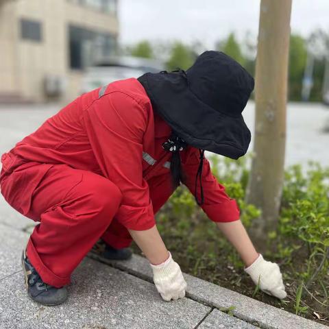 永安矿区物业服务部项目三部：雨后清理杂草