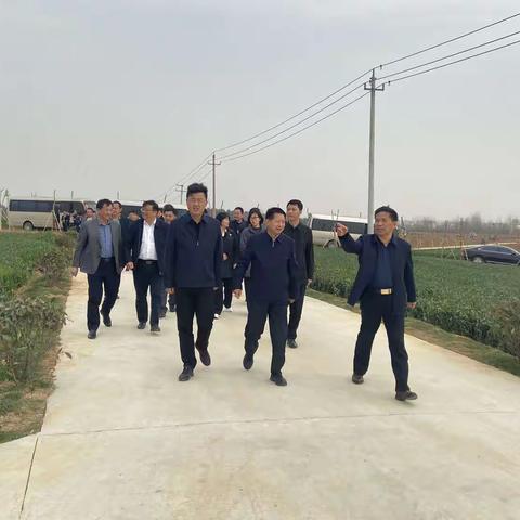 市国土绿化观摩团到李集乡调研指导油茶基地建设情况