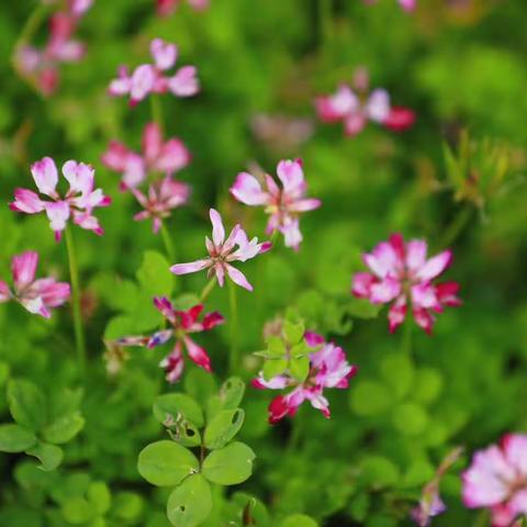 一二班第八周语文小结