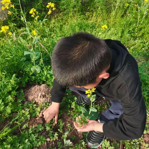 艾草青青 寻味清明——大三班清明节活动