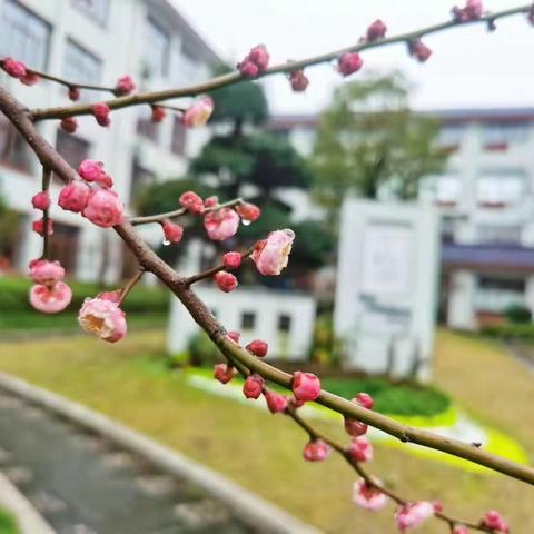 “春日好风光”——东市街小学第六周值周小结