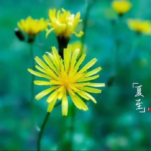 【二十四节气·夏至】夏至已至 消夏避伏