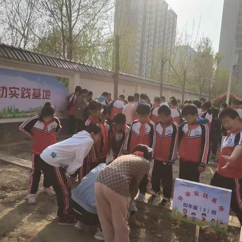 【全环境立德树人】品春耕之乐，享劳动之趣——风貌街小学劳动教育种植活动纪实