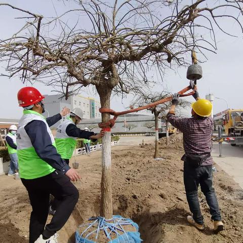 共植团结树，协作促融合