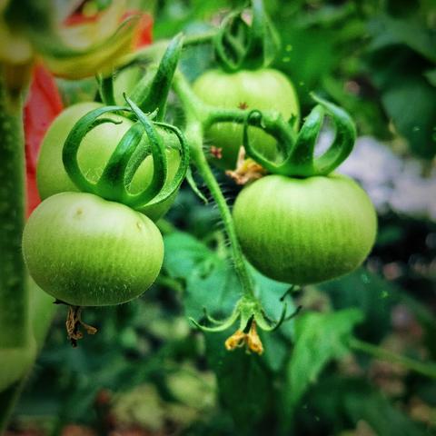 劳动“育”见美 “蔬”香伴成长