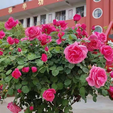 高效复习促发展 集聚智慧指方向——庙仙乡中心学校举办六年级期末复习研讨暨质量提升经验交流座谈会