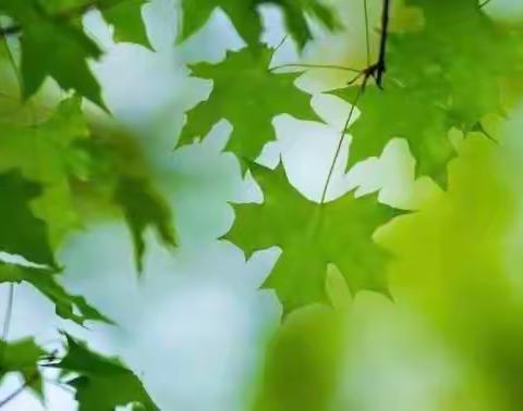 《花开半夏，至童至美》——苹果班活动美篇（四）