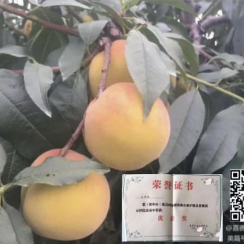 浙江嘉善锦绣黄桃🍑预售中