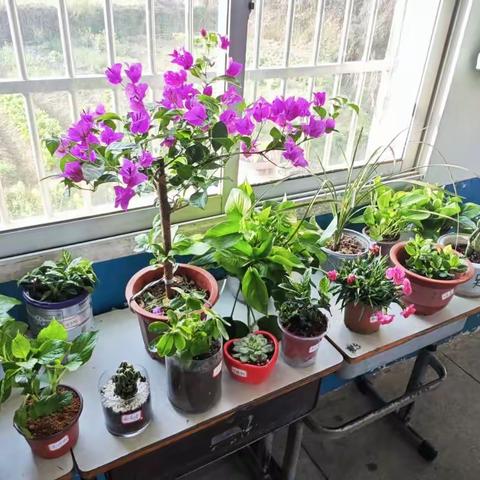 我为班级添点绿——青石实验小学花桥校区开展“绿植进教室”活动