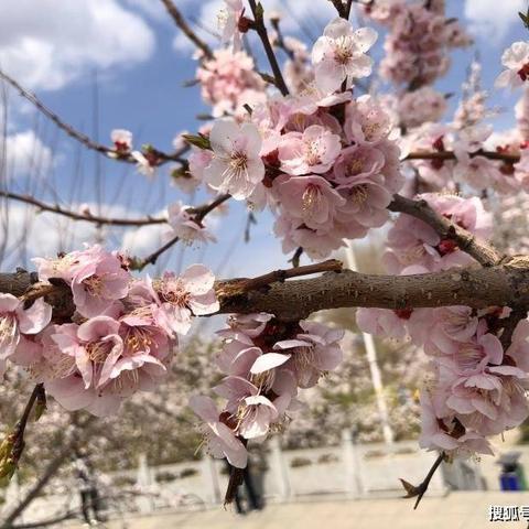 假日“童” 行  步步“声”花 — 第九小学假日“研”途花正开