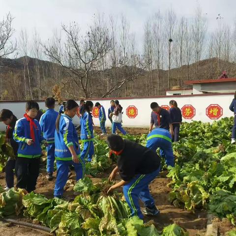 劳动励心智 快乐伴成长-山神庙小学收白菜实践活动纪实