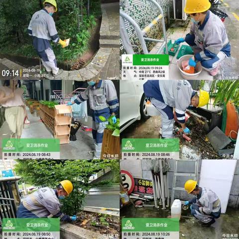 【坂田街道】2024年8月第4周爱卫消杀工作简报