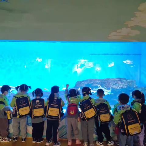 相约海洋馆，遇见美好🐋——康贝儿金林碧水幼儿园春游记