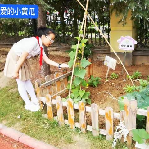 向阳班小园艺师三年级的暑假