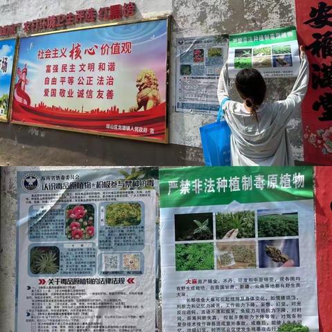 龙塘镇持续开展粘贴非法种植毒品原植物宣传海报活动