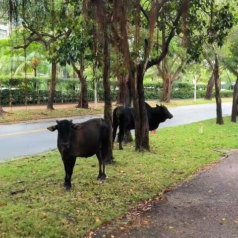 亚龙湾牛群危害公共绿地和污染城市道路