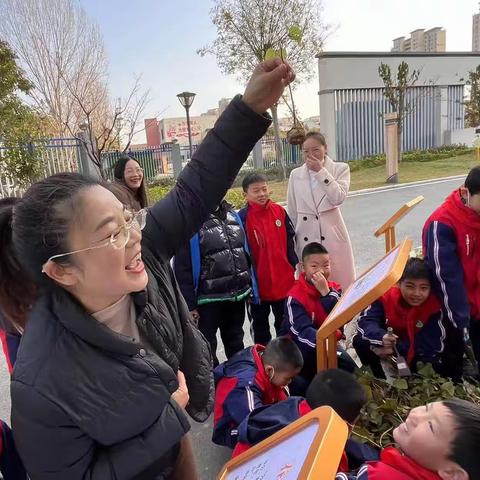 乐在观察，“薯”我最棒                  ——宜城市宋玉小学开展小学语文跨学科综合实践活动