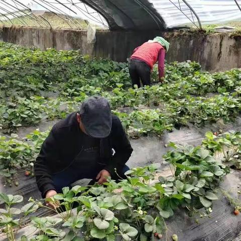 黄南州农检中心开展高考期间农产品质量安全专项检测工作