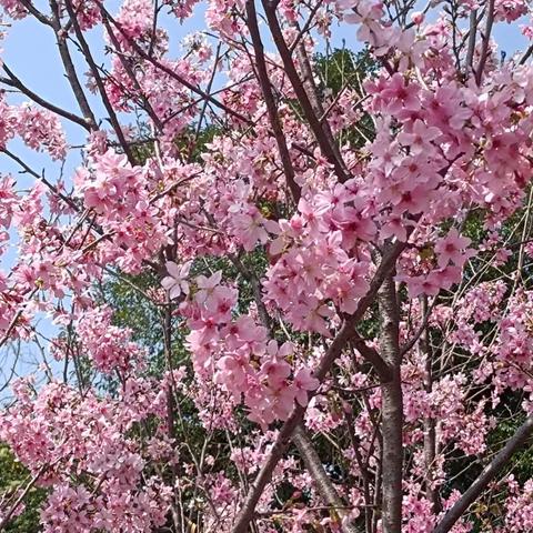 安溪凤山桃花