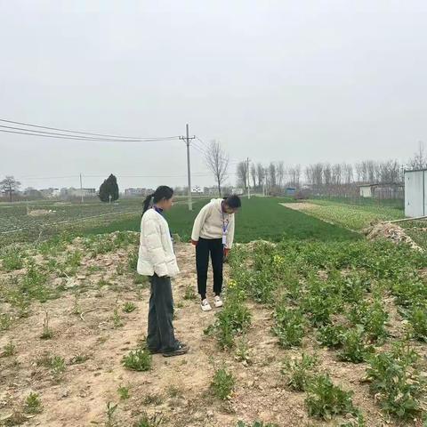 徐楼社区排查罂粟种植，铲除罪恶之花