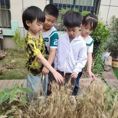 风吹麦浪，喜悦丰收 --育蕾幼儿园收麦记