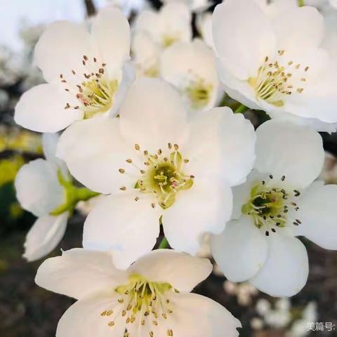 祁县第三幼儿园小三班春游——梨花苑