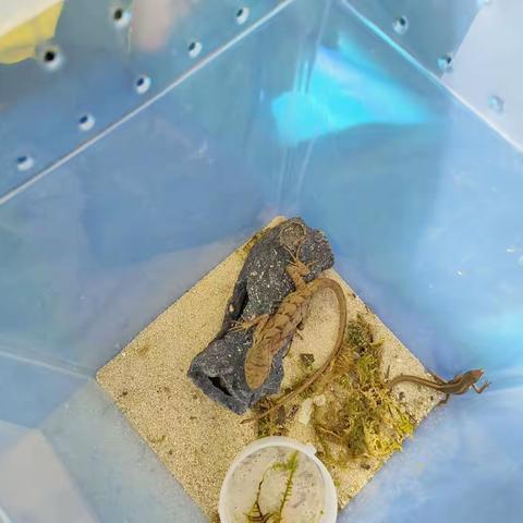 金祥幼儿园“昆虫博物馆进入校园”活动