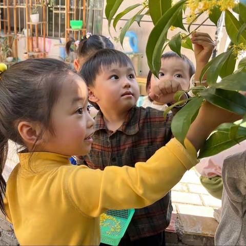 湘湾首府幼儿园小一班班本课程——秋意浓—与桂花撞个满怀