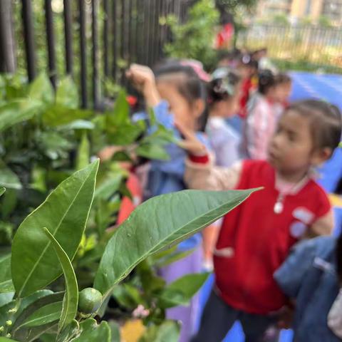 小聪聪幼儿园小苹果班 五月美篇