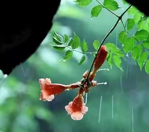 【丝雨散文诗诗苑同题散文诗•春雨】一场春雨，羞答答地开