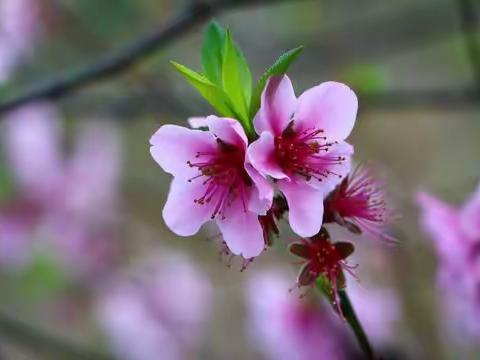 与心同行，花开成景，花落成诗