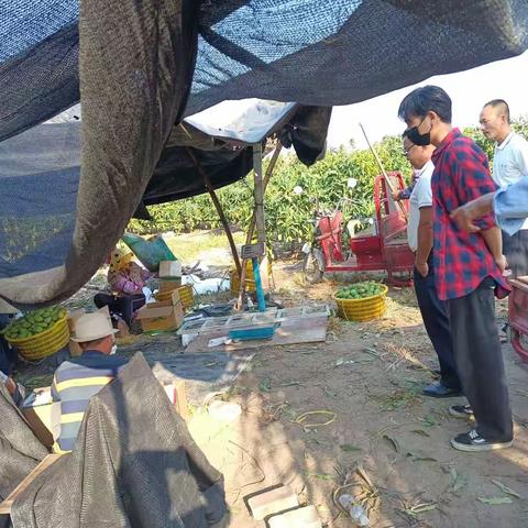 文英村芒果种植管理产业