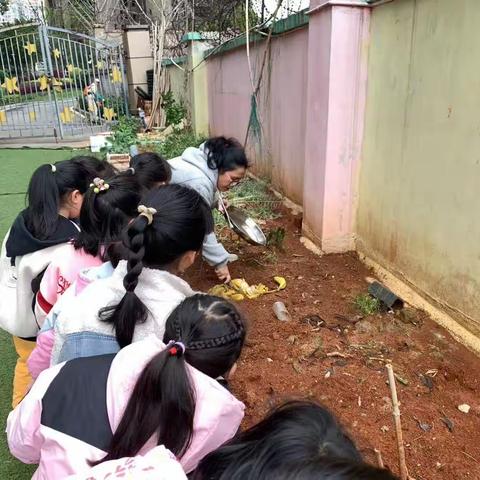 角落之美，自然之趣——灵川县彰泰峰誉新艺幼儿园大班植物角观察记录篇