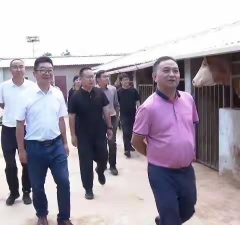 楚雄市委副书记、市长罗兴贵到三街镇调研肉牛产业
