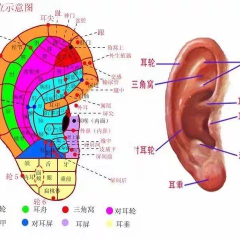 耳穴埋籽/耳穴压豆