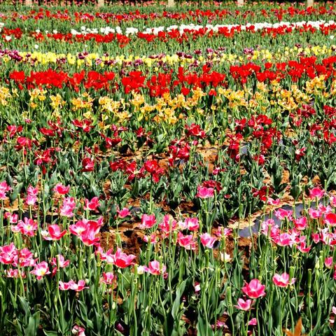 春天里的拍摄记忆（花卉篇）1 ——亭亭玉立郁金香