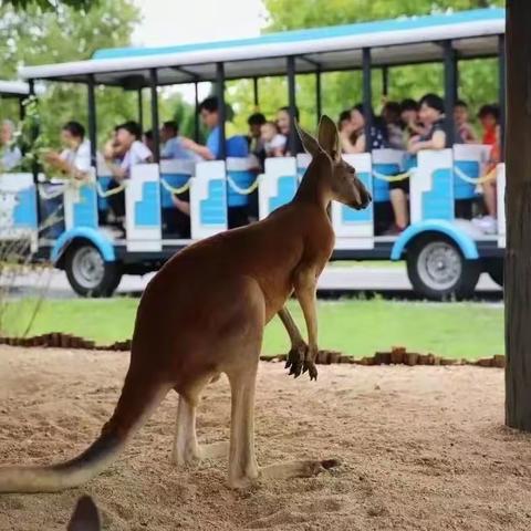 林源感统《研习营》第一期：走进大自然探索奇妙野生动物世界