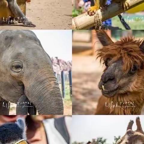 林源感统《研习营》第一期：走进大自然探索奇妙野生动物世界