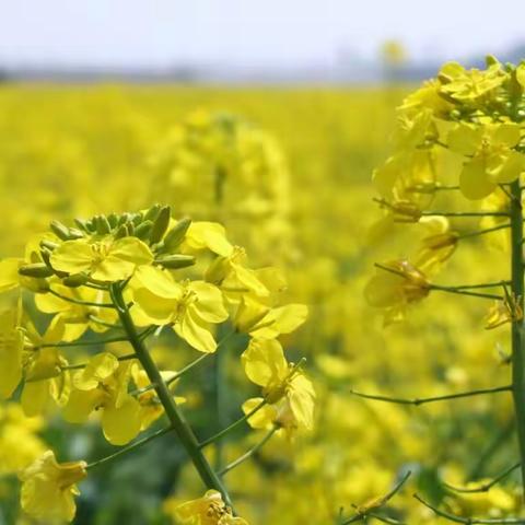 手拉手幼儿园 ·扬帆一班·棉签点画《油菜花》