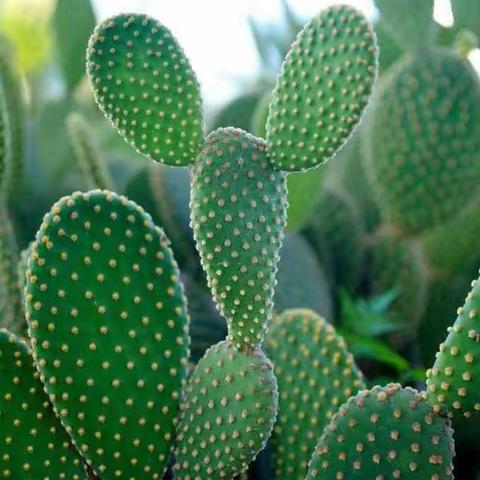 【手拉手幼儿园】扬帆一班 ·绘画——《仙人掌🌵》