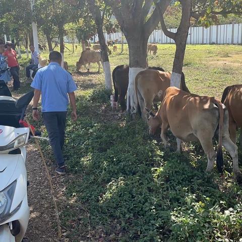 “我为群众办实事＂今日畜疫病排查