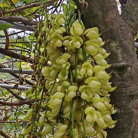 春来花娇俏，人面俏胜花