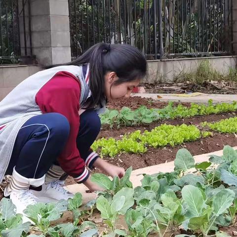 学生种菜忙，实践快乐多