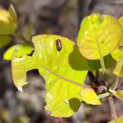 【花样垛庄】垛庄镇全力做好黄栌病虫害防治工作