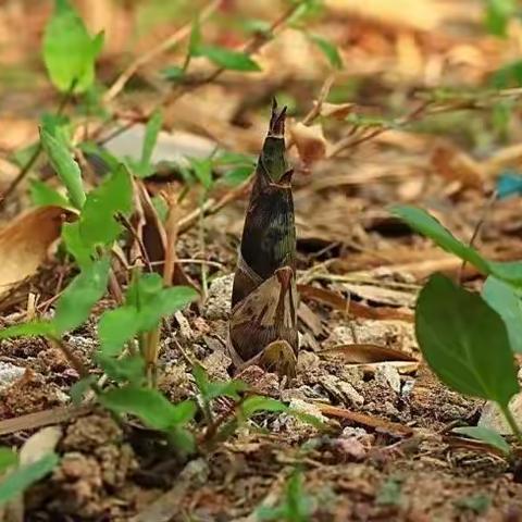 手工活动——《春笋》