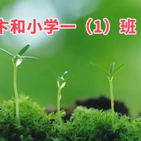 🍃画在盘子里的春天🍃