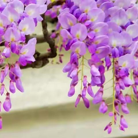 最美的相遇！——钢都六年三班新学期计划