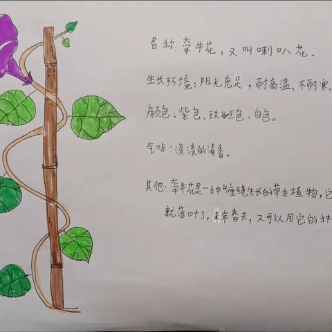 【三6班专栏】特色作业之植物记录卡