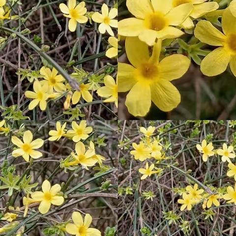植物类作文怎么写？