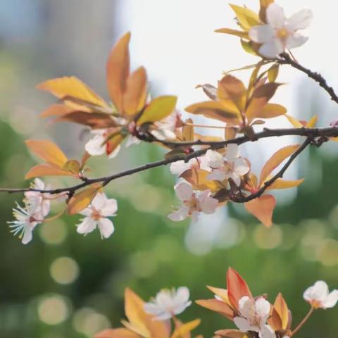 成都麓山物业管理有限公司